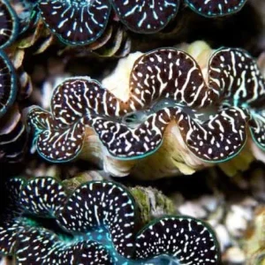 Aquacultured Ultra Black & Color Maxima Clam - 1.5" (Tridacna maxima) - ORA