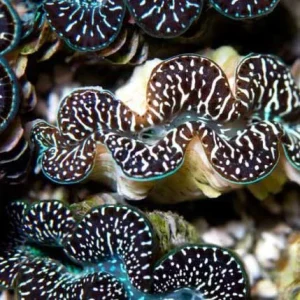 Aquacultured Ultra Black & Color Maxima Clam - 2" (Tridacna maxima) - ORA