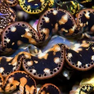 Aquacultured Ultra Gold Maxima Clam - 1.5" (Tridacna maxima) - ORA