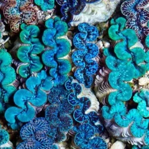 Aquacultured Ultra Grade Colored Maxima Clam 1.5" - ORA