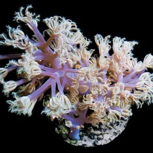 Aquacultured Vargas Cespitularia Coral (Cespitularia sp.) - ORA
