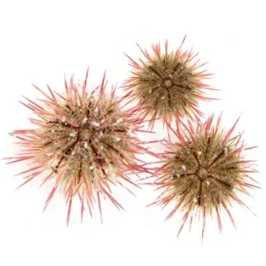 Aquacultured Variegated Urchin (Lytechinus variegatus) - ORA Chicago