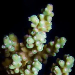 Aquacultured Yellow Fuzzy Acropora Coral (Acropora sp.) - ORA