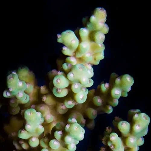 Aquacultured Yellow Fuzzy Acropora Coral (Acropora sp.) - ORA