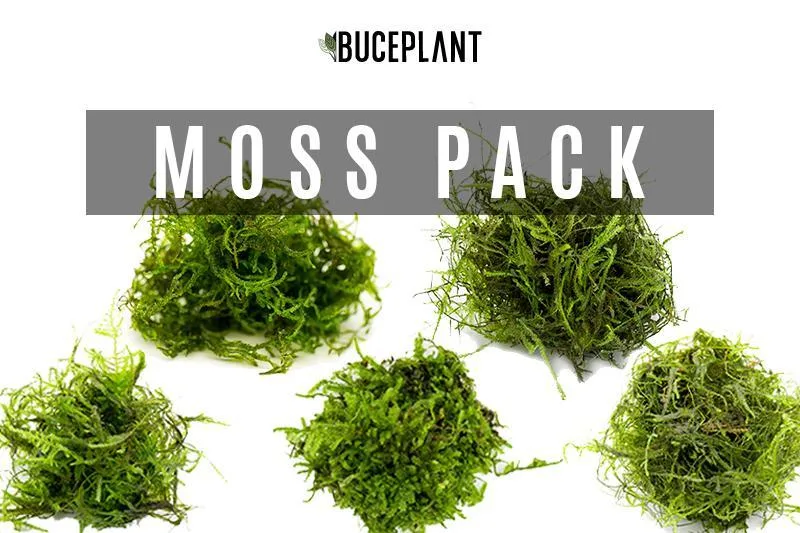 Aquarium Moss Collector Pack