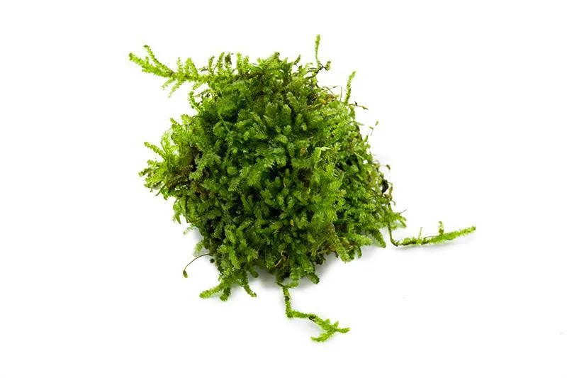 Aquarium Moss Collector Pack - Image 2