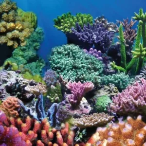 Aquatic Creations Coral Cling Aquarium Background