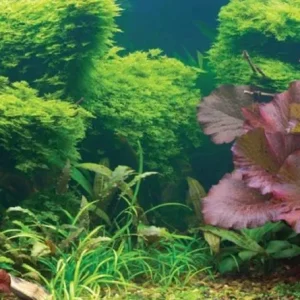Aquatic Creations Tropical Cling Aquarium Background