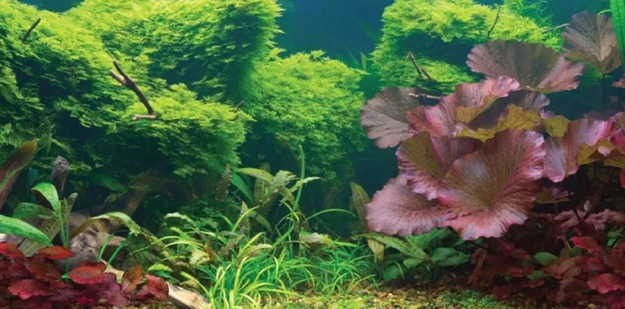 Aquatic Creations Tropical Cling Aquarium Background