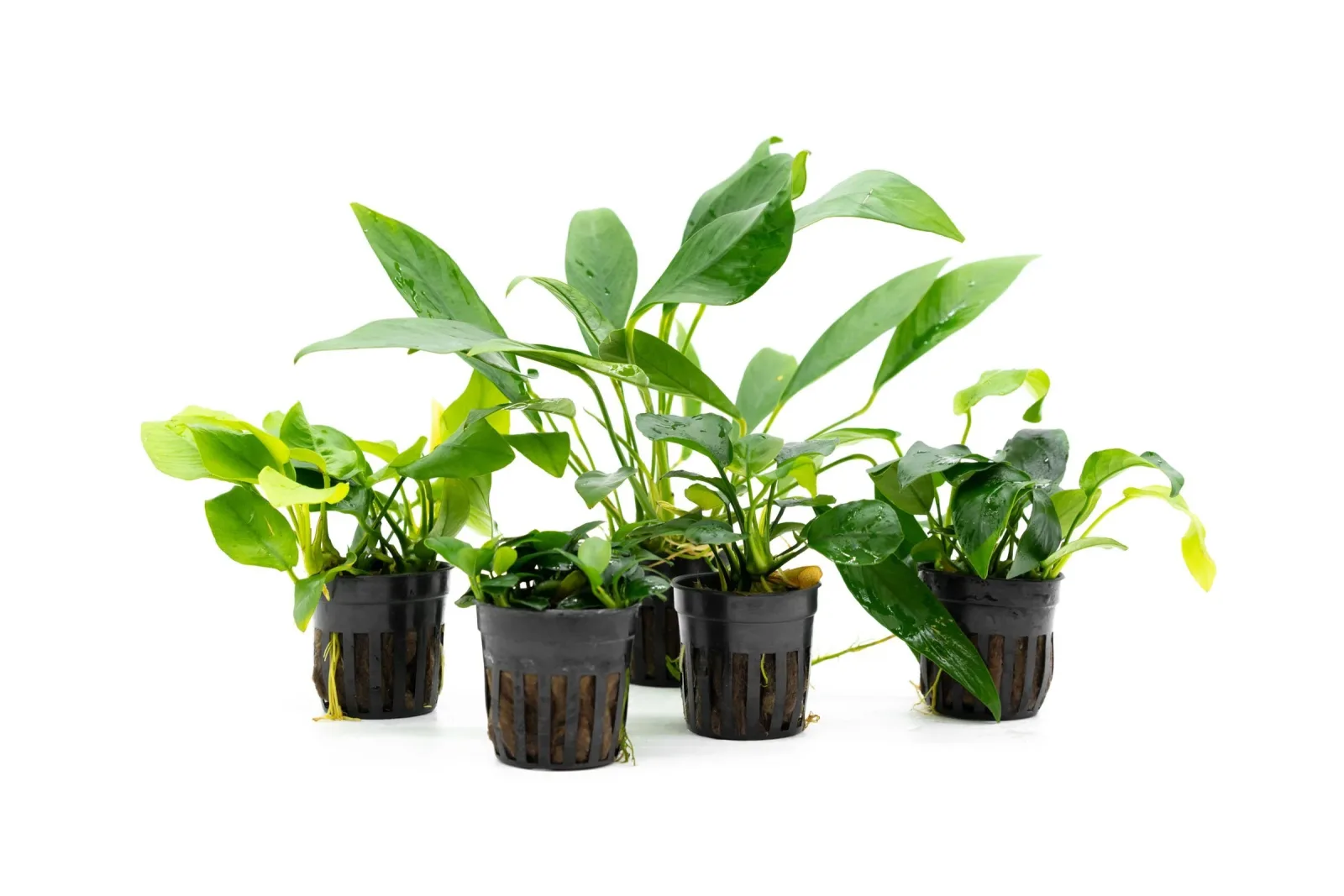 Assorted Anubias Plant Pack - Image 2