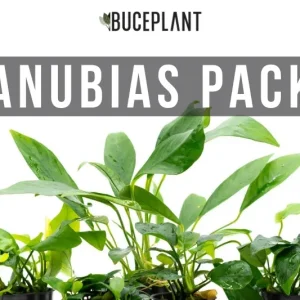 Assorted Anubias Plant Pack