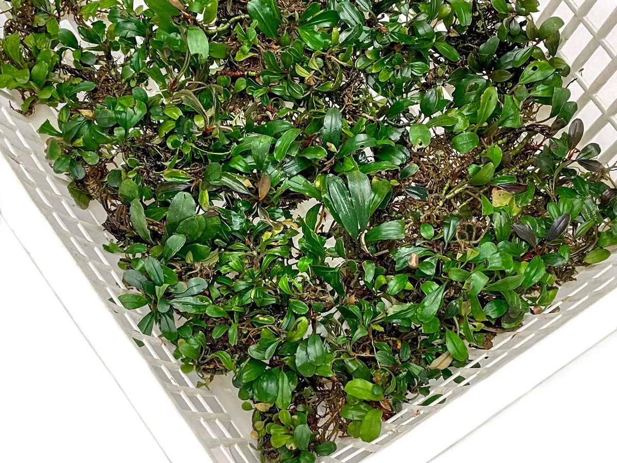 Assorted Bucephalandra Basket - Image 2
