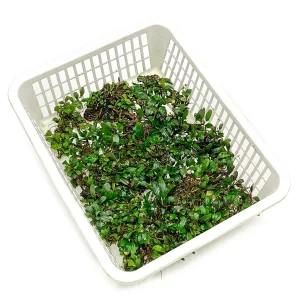 Assorted Bucephalandra Basket