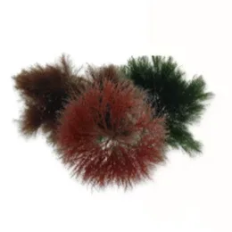 Assorted Gracilaria, 1/2 lb (Gracilaria sp.) - ORA