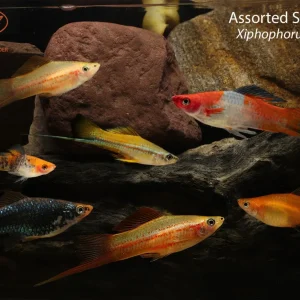 Assorted Swordtail (Xiphophorus hellerii)