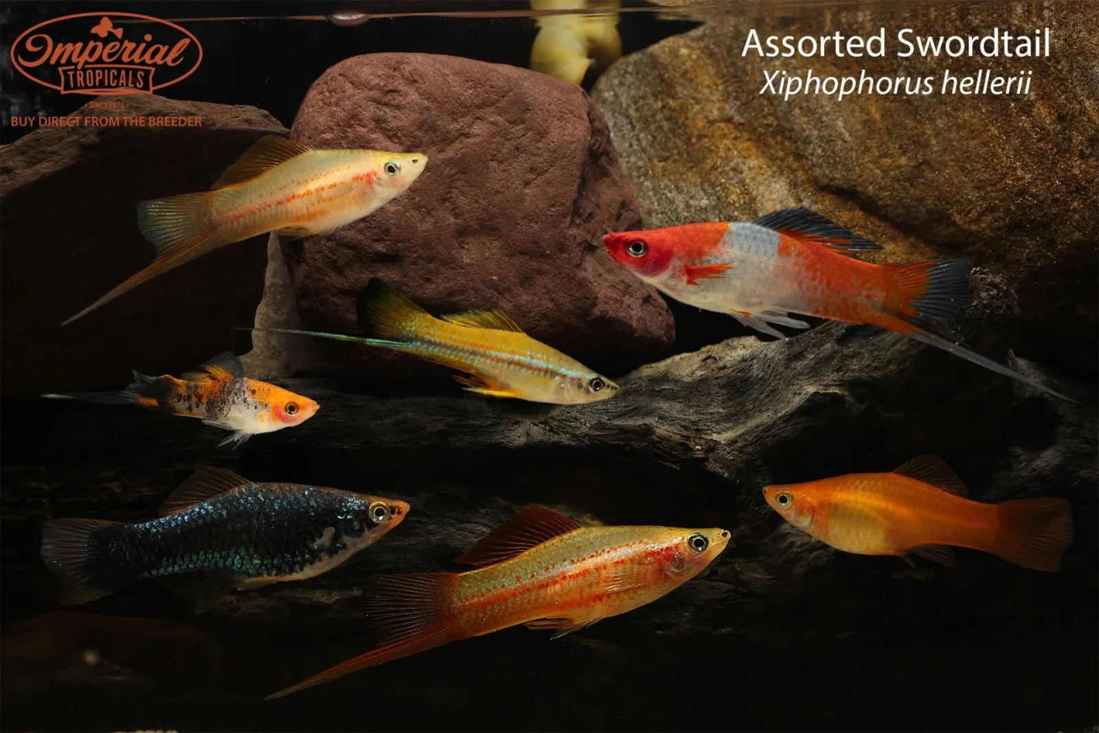 Assorted Swordtail (Xiphophorus hellerii)
