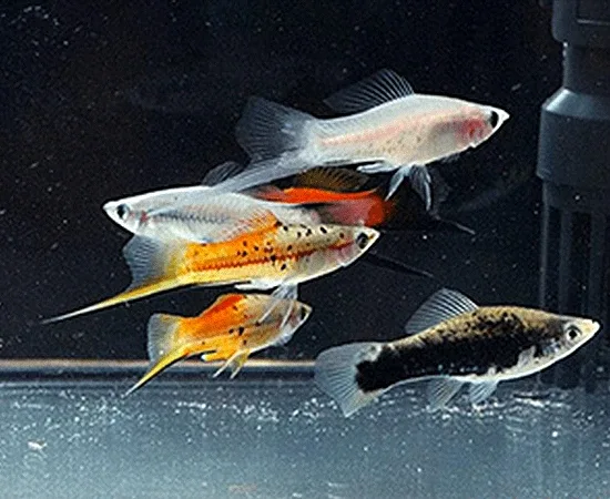 Assorted Swordtail (Xiphophorus hellerii) - Image 2