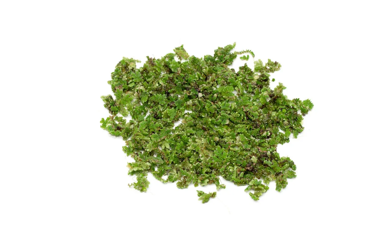 Azolla Caroliniana - Image 2