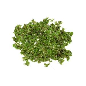 Azolla Caroliniana