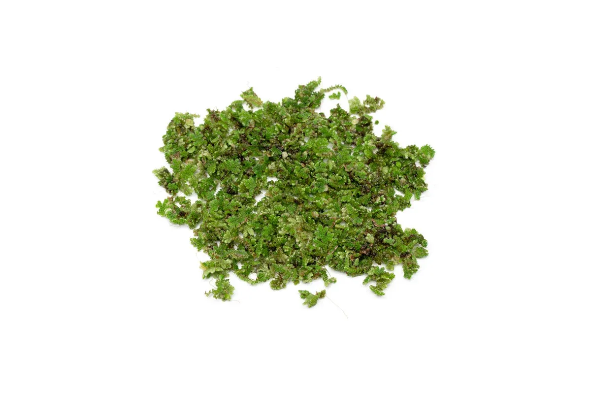 Azolla Caroliniana