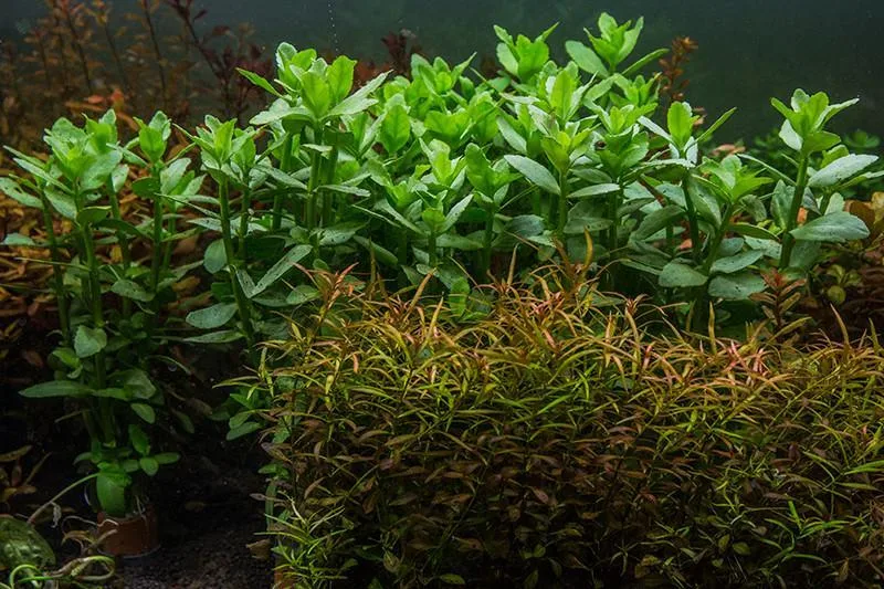 Bacopa Amplexicaulis - Image 2