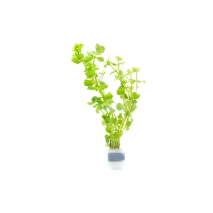 Bacopa Australis
