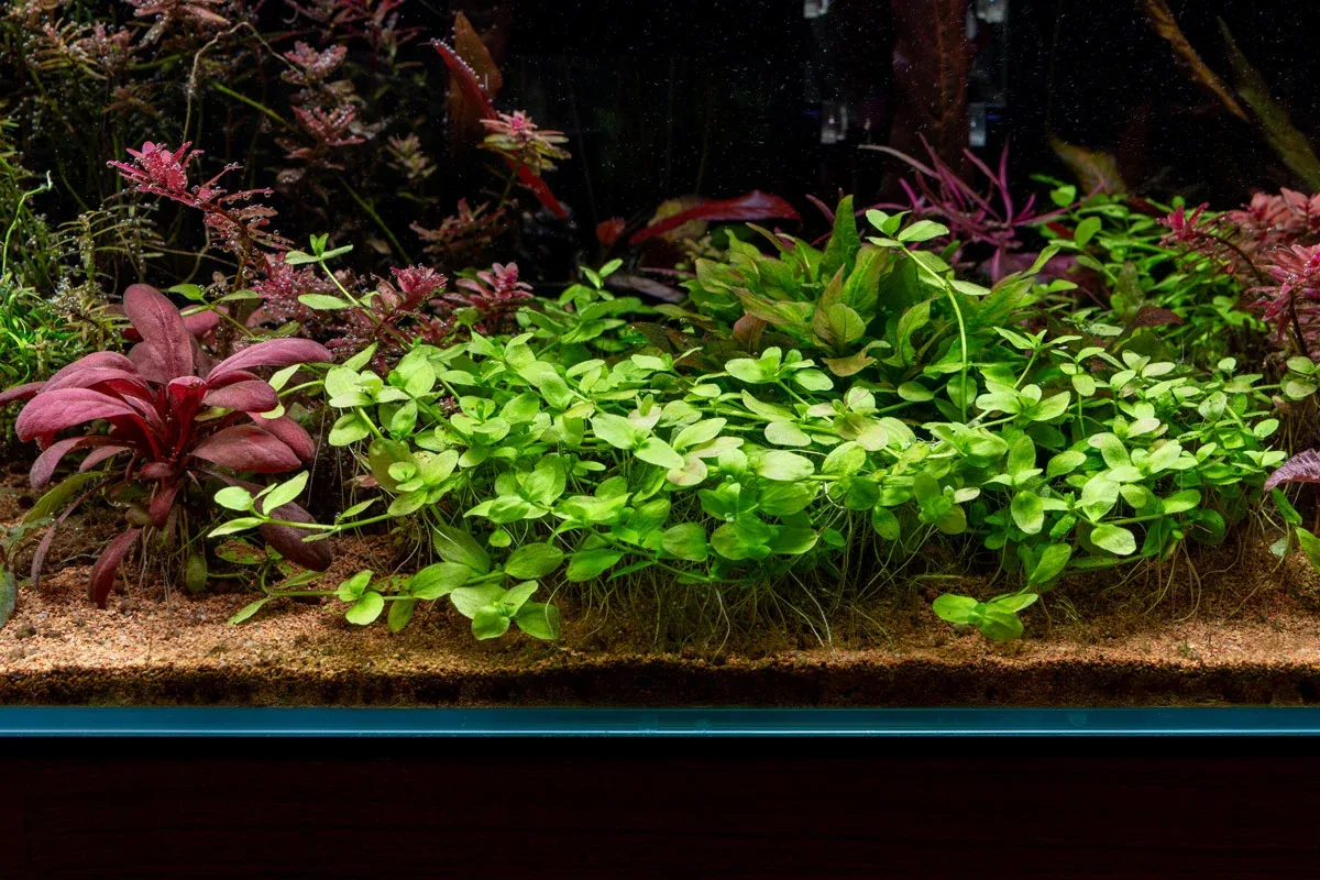 Bacopa Australis - Image 2