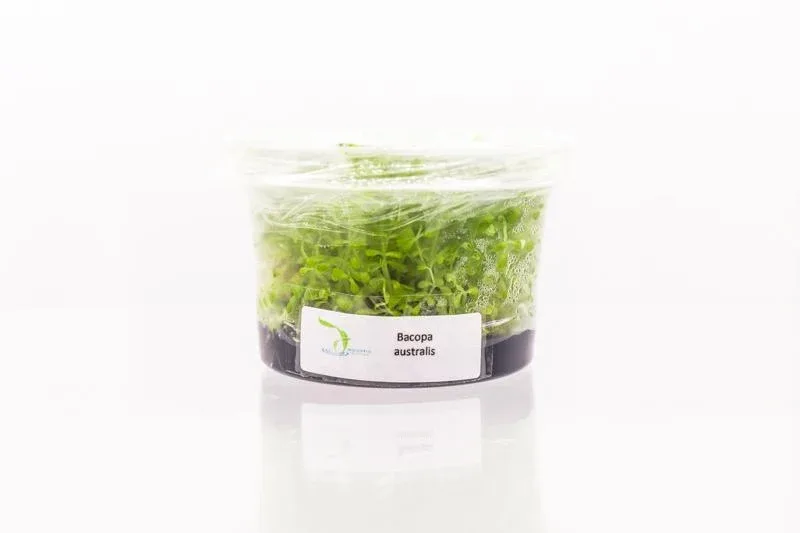 Bacopa Australis Aquatic Farmer Tissue Culture - Image 2