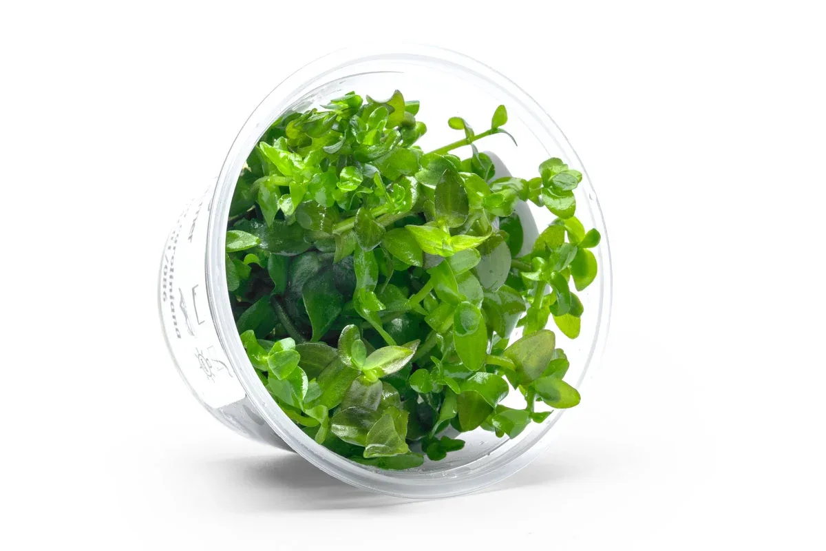 Bacopa Caroliniana Aquatic Farmer Tissue Culture - Image 2