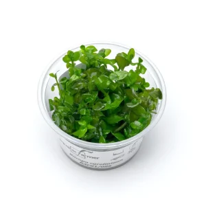 Bacopa Caroliniana Aquatic Farmer Tissue Culture