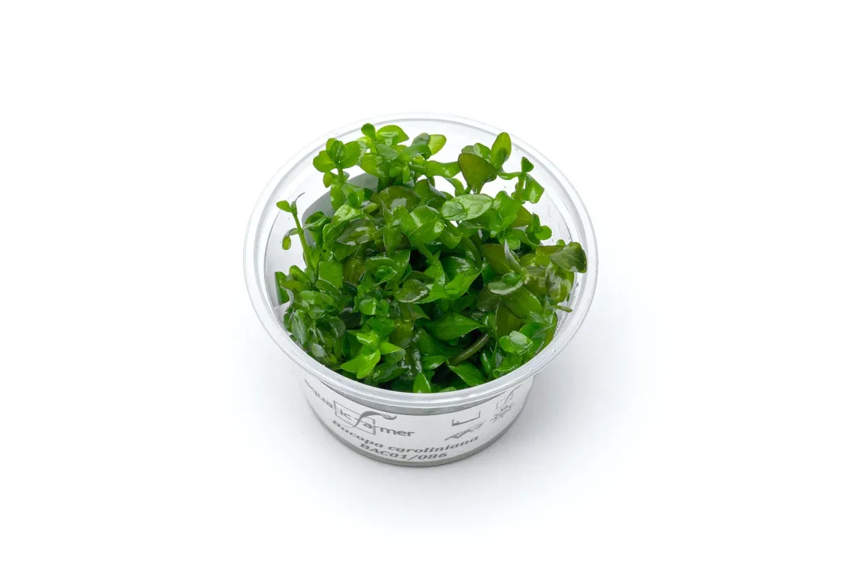 Bacopa Caroliniana Aquatic Farmer Tissue Culture