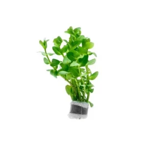 Bacopa Caroliniana Red