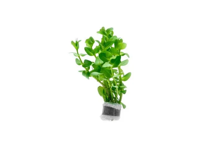 Bacopa Caroliniana Red