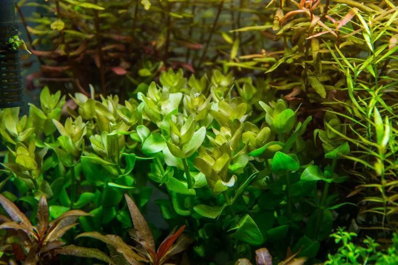 Bacopa Caroliniana Red - Image 2