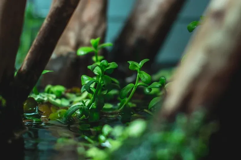 Bacopa Monnieri - Image 2
