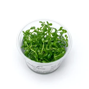 Bacopa Monnieri Aquatic Farmer Tissue Culture
