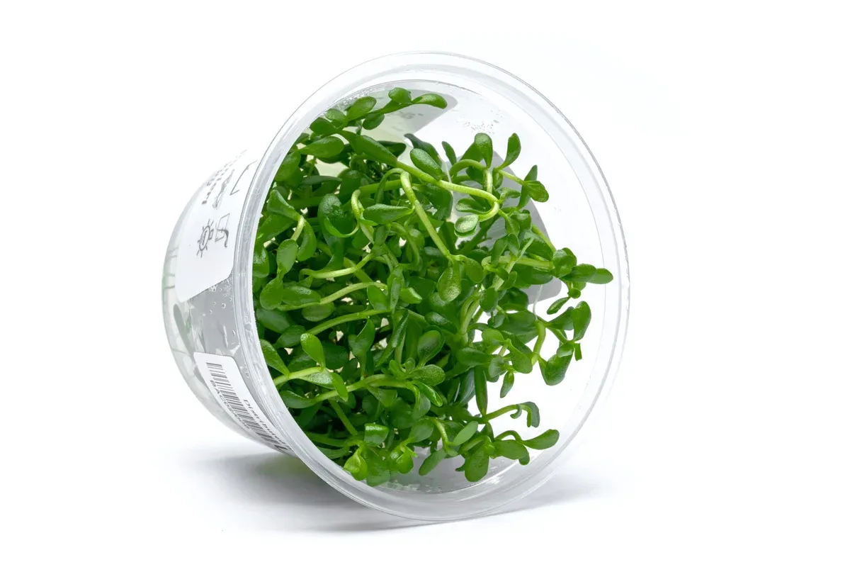 Bacopa Monnieri Aquatic Farmer Tissue Culture - Image 2