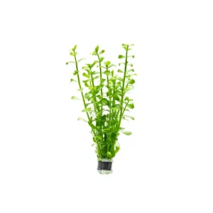 Bacopa Monnieri