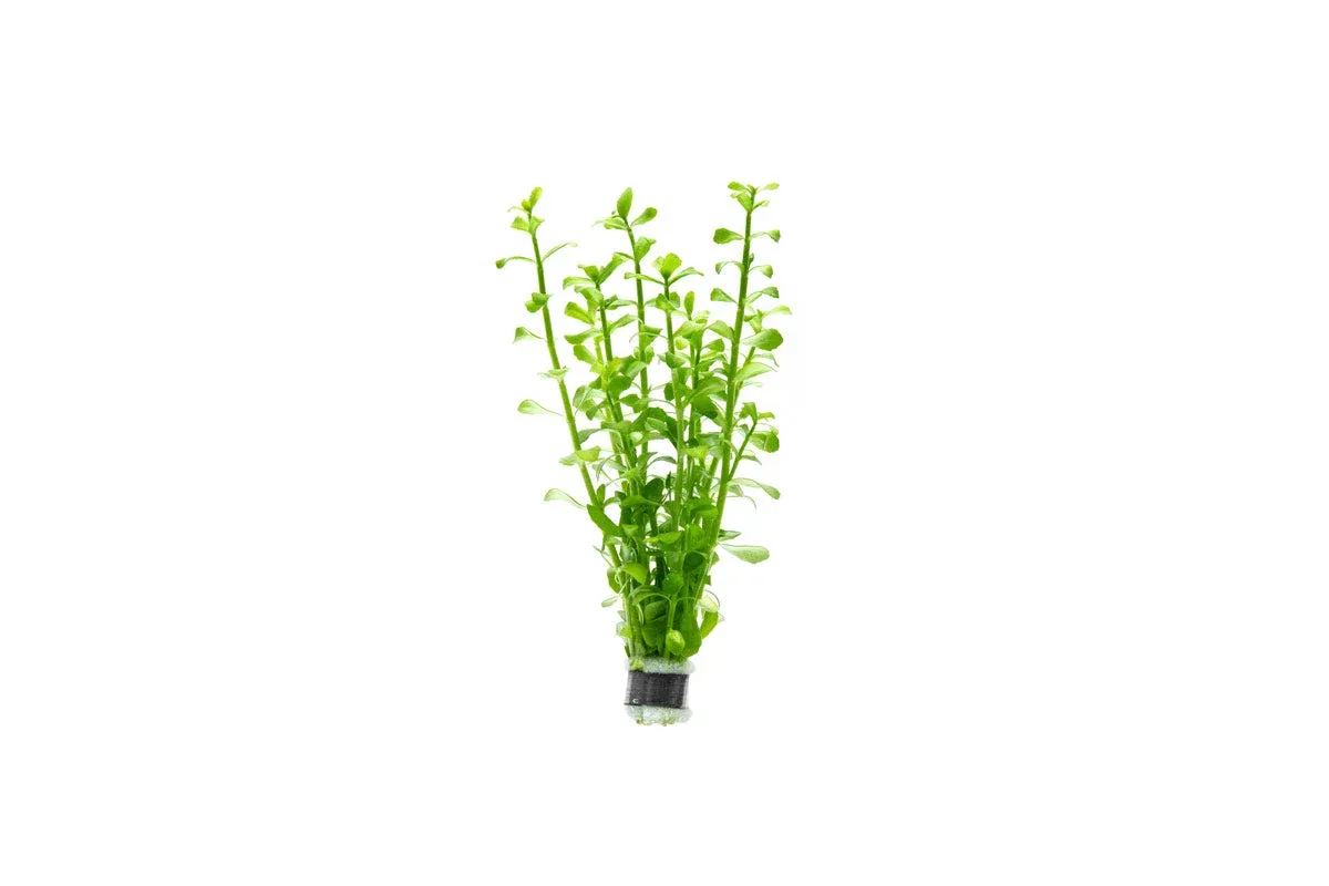 Bacopa Monnieri