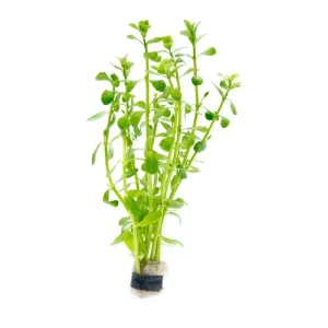 Bacopa Monnieri Variegatus