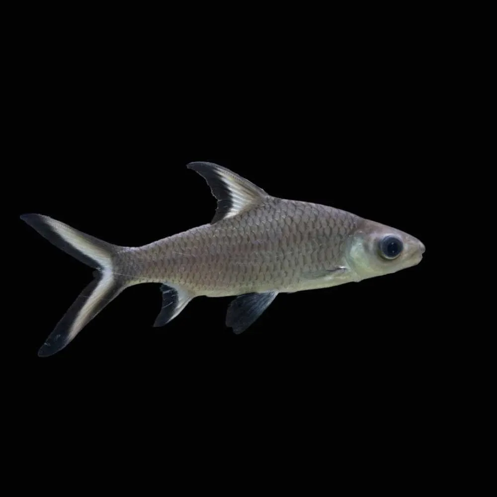 Bala Shark (Freshwater) Fish - SAQ Chicago Fish