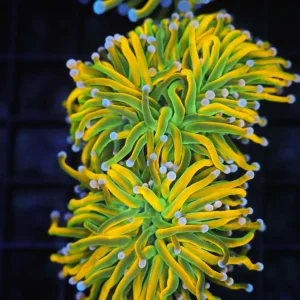 Banana Torch 2 Heads WYSIWYG - SAQ Coral Farm