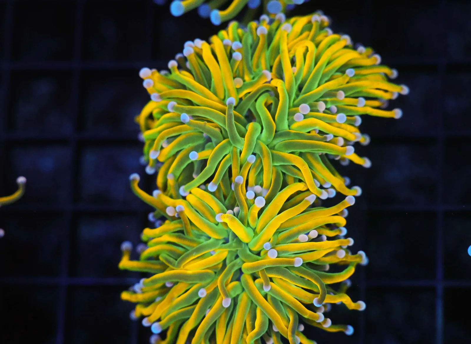 Banana Torch 2 Heads WYSIWYG - SAQ Coral Farm