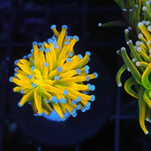 Banana Torch WYSIWYG - SAQ Coral Farm