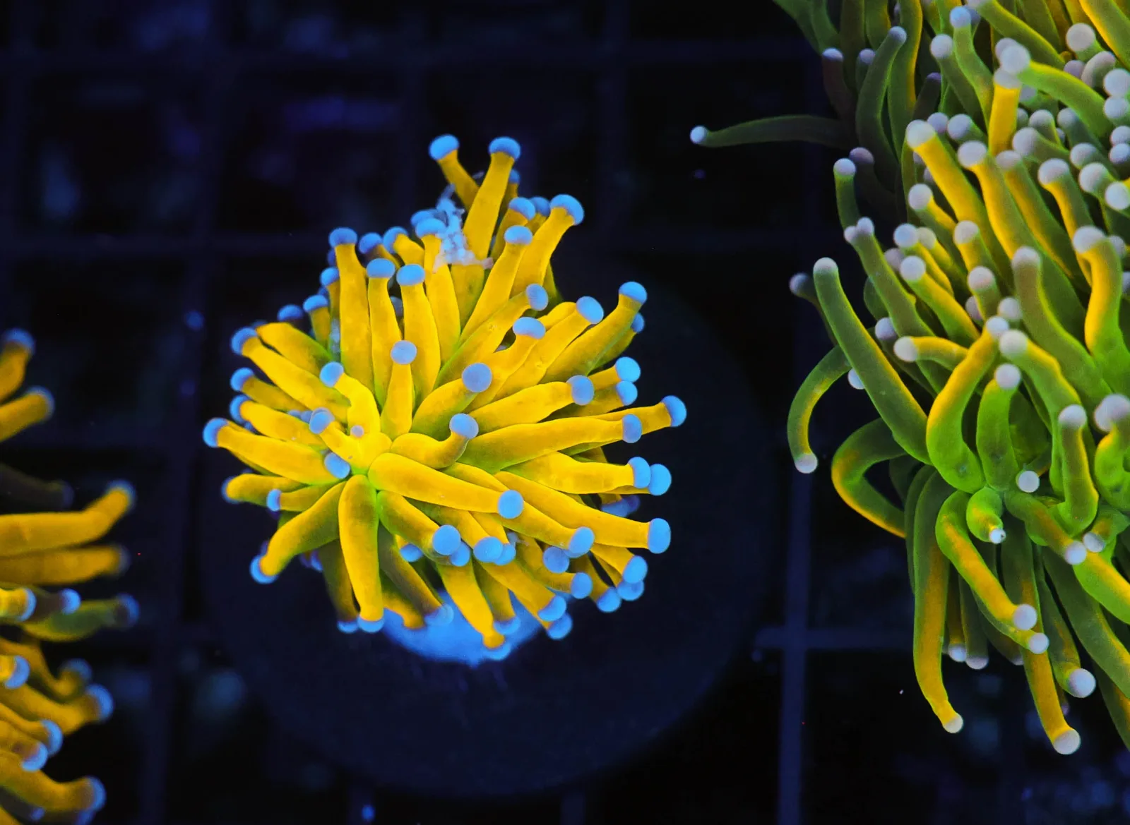 Banana Torch WYSIWYG - SAQ Coral Farm