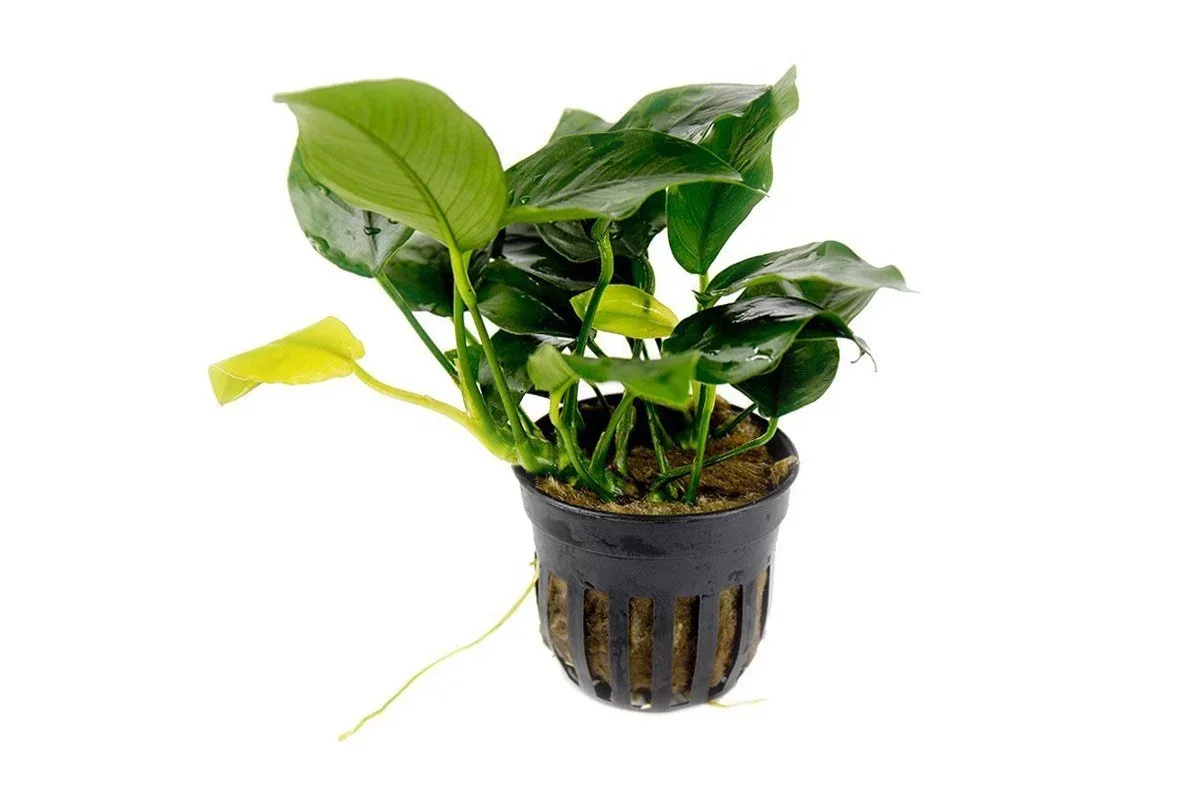 Beginner Plant Pack - Image 2