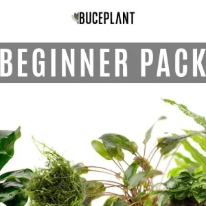 Beginner Plant Pack