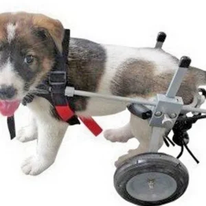 Best Friend Mobility Elite Dog Wheelchair