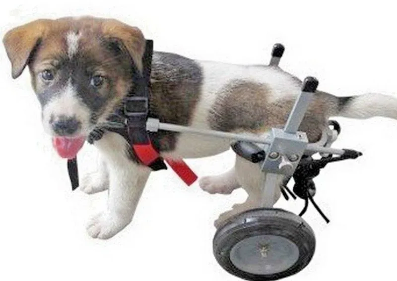 Best Friend Mobility Elite Dog Wheelchair