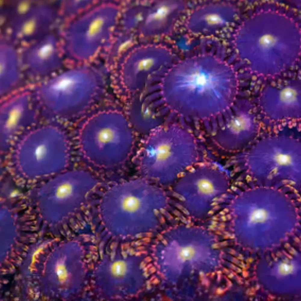 BIGR BIRTHDAY BOZO Zoanthids - SAQ Coral Farm